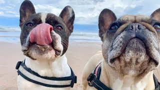 The Best French Bulldog Sounds [upl. by Kellia771]