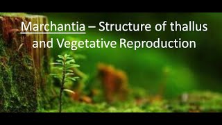 Marchantia  Structure and Vegetative Reproduction  Part 1 For BSc and MSc  By JYOTI VERMA [upl. by Shelia]