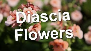 Diascia Flowers [upl. by Halak334]