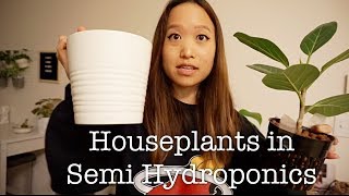 HOW I GROW MY HOUSEPLANTS IN SEMI HYDROPONICS  LECA [upl. by Intyre]