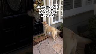 Neighbor Installs Doorbell For Her Daily Dog Visits love neighborhood dog beautiful [upl. by Molini]