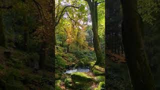 Wicklow a few weeks ago  so many colors in a sunny day autumncolours autumnlight tree nature [upl. by Tommi]