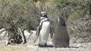 Magellanic Penguin Punta Tombo Argentina 2017 [upl. by Aliber]