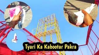 Besakh Ki Tyari Ka Kabootar Pakra  Hashim Mahmood Pigeons [upl. by Cirre369]