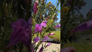 Southern California’s Three Native Penstemons [upl. by Madden]