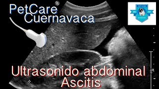 Ultrasonido de Abdomen en Canino con Ascitis [upl. by Syla841]