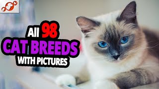 🐈 All Cat Breeds AZ With Pictures all 98 breeds in the world [upl. by Christiana633]