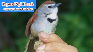 Suara Asli Burung Tepus Pipi Perak  Crescent Chested Babbler [upl. by Nerrad]