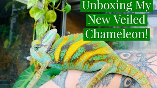 Unboxing A New Reptile [upl. by Gilligan468]