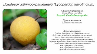 Дождевик жёлтоокрашенный Lycoperdon flavotinctum [upl. by Cicely]