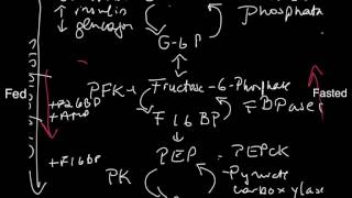 Futile Cycles in Glucose Metabolism [upl. by Annot]