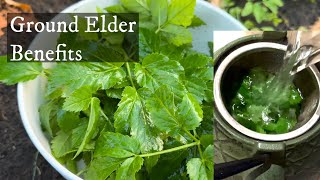 Ground Elder aka “Goutweed”  Health benefits making fresh steeped tea amp where to find 🌱 🍵 [upl. by Massingill681]