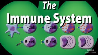 The Immune System Overview Animation [upl. by Ardnaik]