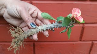 Grow Euphorbia Milii from Cuttings [upl. by Ferneau]