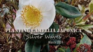 Planting Camellia Japonica Silver Waves [upl. by Donielle]