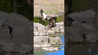 Brutal Baboon Attack Wild Ducks Defenseless Against Ruthless Predators [upl. by Nosreg]