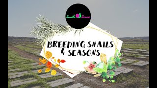 Breeding snails on the farm quotSnails Housequot beautiful 4 seasons [upl. by Eidarb]