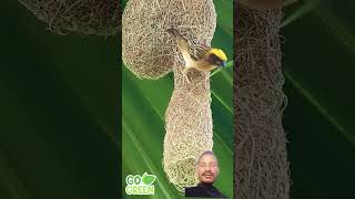 beautiful engineering of birdshortsfeed ytshorts youtubeshorts youtube [upl. by Shelah]