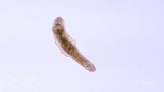 In A Minute Science Planaria [upl. by Naitsirhc921]