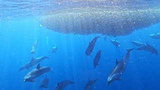 Rarely seen shark and dolphin feeding frenzy [upl. by Teteak]