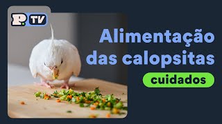 Alimentação das calopsitas [upl. by Anyrtak]