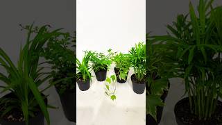 No Sunlight Need Lowest Maintenance Tips For Indoor Plant At Home indoorplants plantcare [upl. by Yolanthe711]