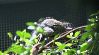 Cubaanse rotsleguaan ZOO Antwerpen  Cuban rock iguana ZOO Antwerpen [upl. by Pournaras]