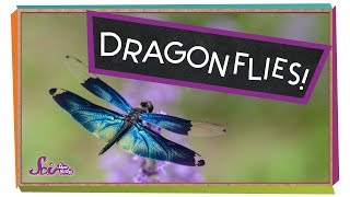 Super Strong Dragonflies [upl. by Ahsertal]