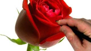 How to Draw a Rose Step by Step Flower Drawing Tutorial [upl. by Magdalena]