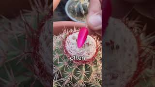 Fruit from a Cactus carlacatalin [upl. by Aicenert]