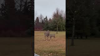 11 OCTOBRE 2024 Gaspesie Chevreuil 🦌 [upl. by Gnim716]