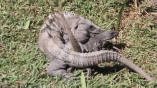 Black Iguanas Breeding Iguana Apareandose  Ctenosaura Similis [upl. by Pliske]