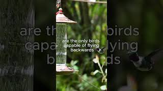 Hummingbird Flying Backwards 🤯🤯🤯 animals flying hummingbird wildlife facts animalfacts fyp [upl. by Hanid814]