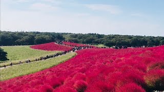 《絶景》ひたち海浜公園♪コキア紅葉見頃☆20171018★Hitachi Seaside Park [upl. by Oironoh]