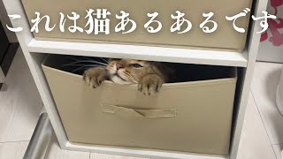 【有識者求】この動画内で起こってる事案って猫あるあるですよね？ [upl. by Tawney]