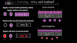 Gram Staining  Why add iodine [upl. by Ailahk]