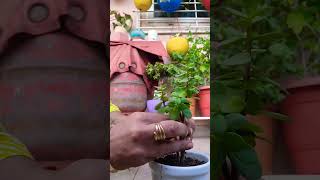 bonsai garden gardeningnature plantcare [upl. by Seline637]