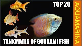 Top 20 best tankmates for Gourami Fish  Fishes compatible with gourami fish  Aquamarina [upl. by Schrader]