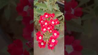 VERBENA WINTER FLOWERING PLANT [upl. by Eissat]