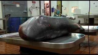 Pygmy Whale Arrives At The University Of Florida [upl. by Valma]