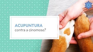 Acupuntura contra a Cinomose Athena [upl. by Calandria]