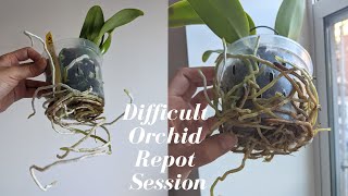 Difficult Orchid Repotting  Protecting amp Saving Overgrown Roots  Easy tips for Minimal Root Damage [upl. by Laurene304]