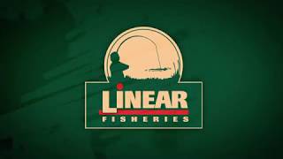 Big Common Carp of Linear Fisheries [upl. by Jamil590]