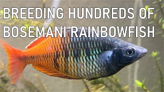 How to Breed Bosemani Rainbowfish [upl. by Ellemac383]