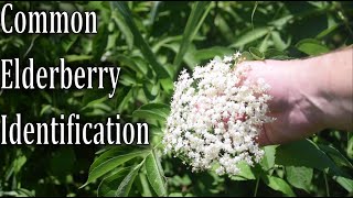 How To Identify Common Elderberry Sambucus canadensis [upl. by Ttiwed3]