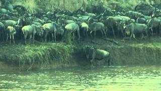 Wildebeests Crossing The Mara River [upl. by Eadmund447]