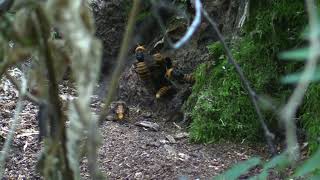 Asian giant hornet nest  August 19 2021 [upl. by Mairim684]