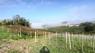 Barbaresco Piemonte [upl. by Skell]