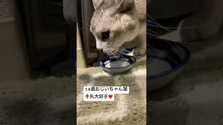 18歳おじいちゃん猫 牛乳ねこ動画猫のいる暮らし猫cat高齢猫猫動画ねこサバトラ猫ねこのいる生活 [upl. by Euginomod]