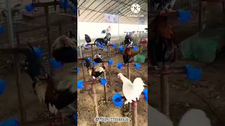 मुर्गी पालने का अनोखा तरीका  poultry farming  poultry [upl. by Neelrahc146]